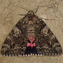 Catocala dilecta Catocala dilecta